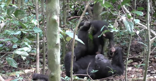 Chimpancé juega a los aviones con una cría y hasta simula una turbulencia