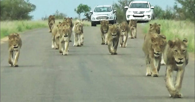 No es muy habitual ver un desfile como este por la carretera