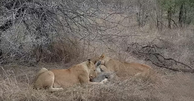 Una manada de hienas les roba la comida a dos leonas que estaban comiendo tranquilamente