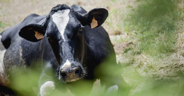 Muere un hombre de 33 años aplastado por una vaca en Cantabria