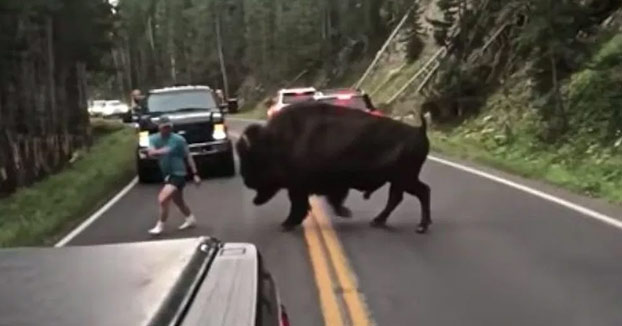 Un bisonte casi embiste a un conductor que se bajó del coche para intentar que saliera de la carretera