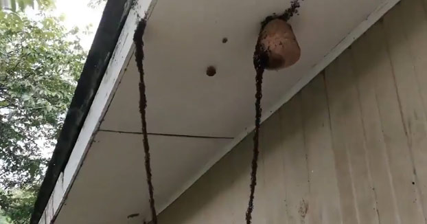 Hormigas legionarias crean un puente para atacar un nido de avispas