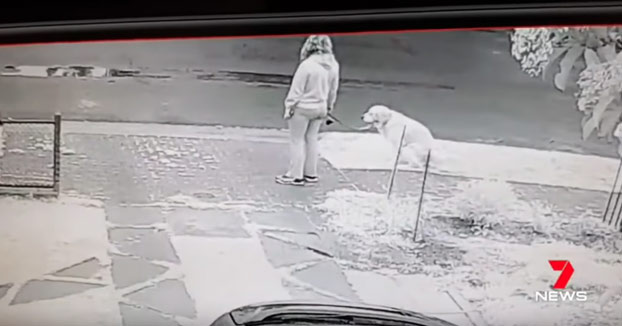 Esa mujer no recoge la caca de su perro, un vecino la pilla y hace lo siguiente...