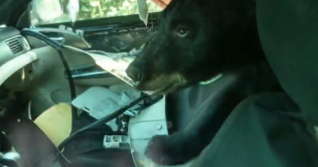 Un oso se queda atrapado en el interior de un coche y lo destroza por completo