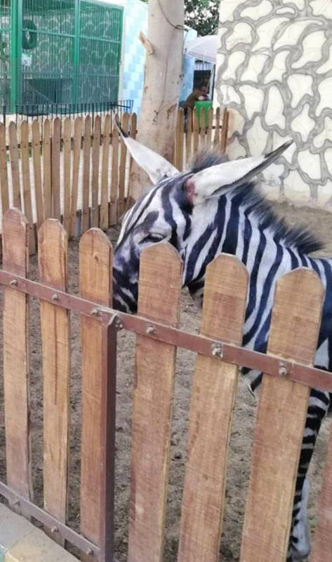 Un zoo pinta rayas a un burro para hacerlo pasar por una cebra