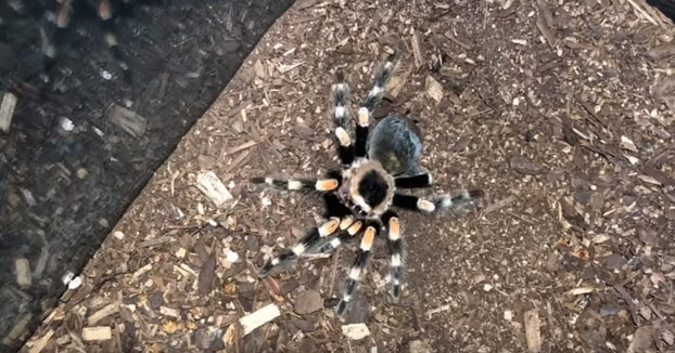 Tarántula mexicana de rodillas rojas mudando de piel a cámara rápida