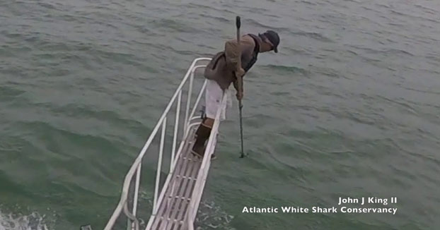 Un enorme tiburón blanco se abalanza sobre un científico en Cape Cod