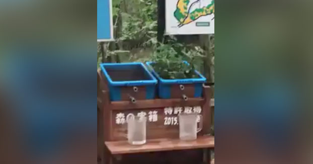 Un ejemplo muy gráfico del efecto que produce la vegetación en los suelos