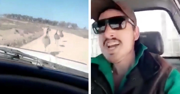 Un conductor atropella un grupo de emúes mientras se ríe a carcajadas