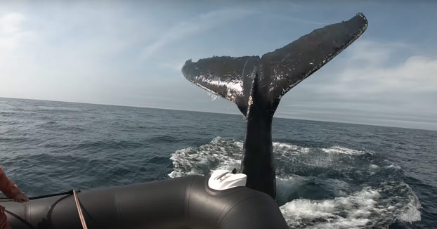 Estaban buscando ballenas cuando se encontraron con una que les dio un buen susto