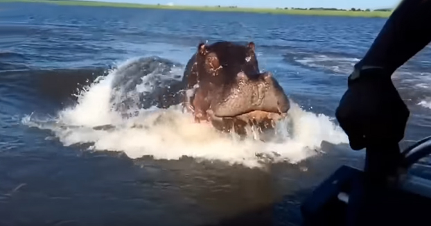 Hipopótamos acercándose a 'saludar' a los turistas