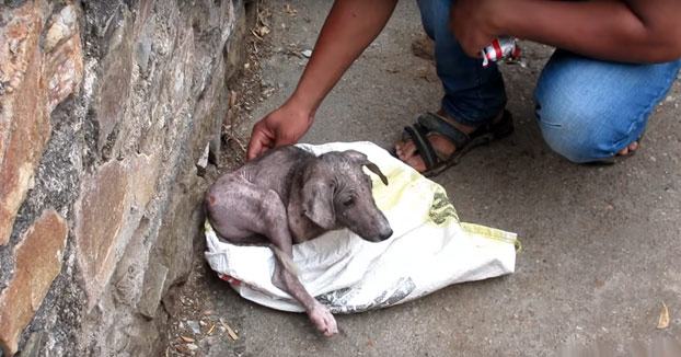 Impresionante el cambio de este perrito tras ser rescatado en las calles de India