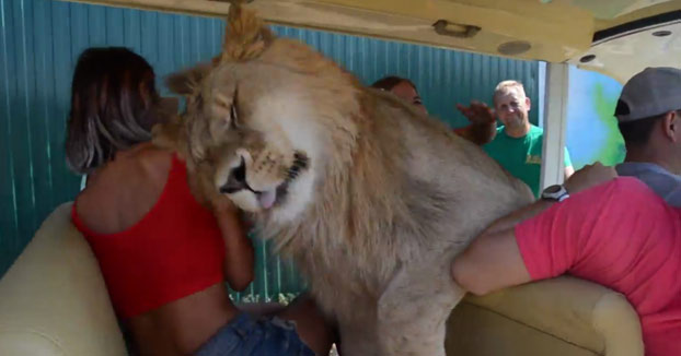 Un león se mete en un vehículo lleno de turistas 'a la caza' de caricias