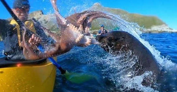 Cuando un león marino te sacude la cara con un pulpo