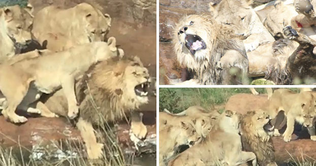 Momento en el que nueve leonas atacan a un león delante de los visitantes en un safari