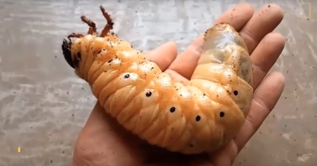 La sorprendente metamorfosis de un escarabajo hércules
