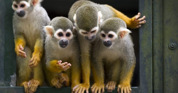 Un hombre se cuela en un zoo para robar un mono para su novia y acaba en una pelea con los simios