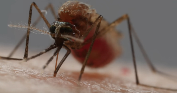 Así utilizan los mosquitos sus 6 agujas para chuparte la sangre