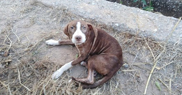 Desaparece un anciano con alzheimer en Castellón y un perro callejero le protege durante toda la noche