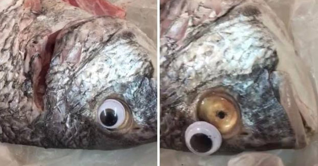 Una pescadería implanta ojos de plástico a sus pescados para que parezcan más frescos