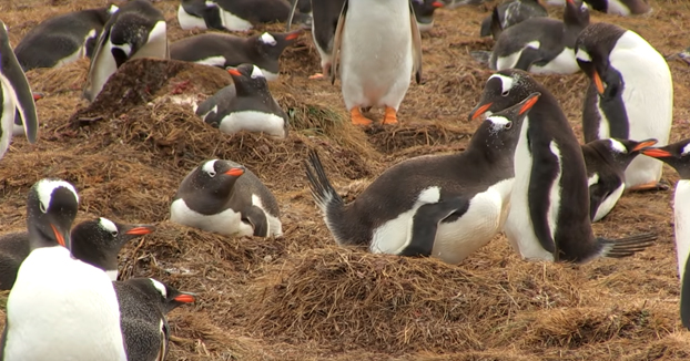 Madre mía con los pingüinos... Atención a la escena final