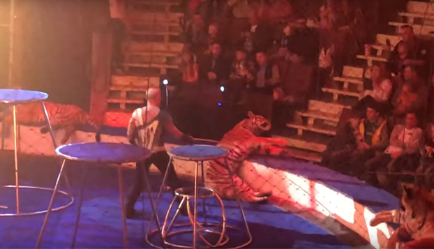 Un tigre sufre un ataque de epilepsia en pleno espectáculo de circo. Vídeo del momento