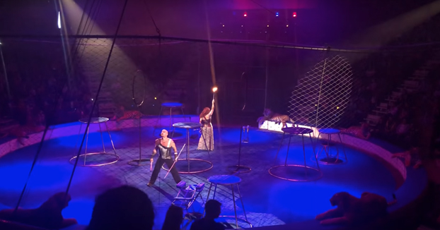 Un tigre sufre un ataque de epilepsia en pleno espectáculo de circo. Vídeo del momento