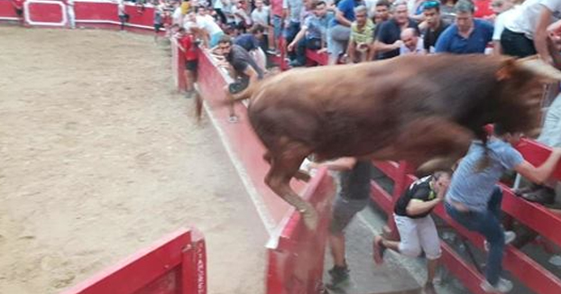 Un toro de 400 kilos salta dos veces seguidas la barrera de la plaza de Villafranca y huye del pueblo