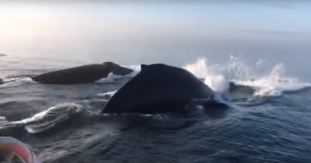 Espectacular vídeo en el que tres ballenas jorobadas saltan una detrás de otra frente a unos turistas