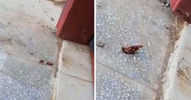 Pelea entre una avispa y una cucaracha con final inesperado