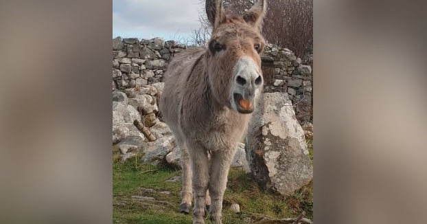 Sensación en las redes con este burro que canta ópera