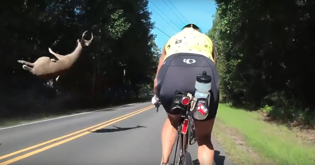 Un ciclista graba como un ciervo sale del bosque a la carretera y es atropellado por un coche que viene en sentido contrario