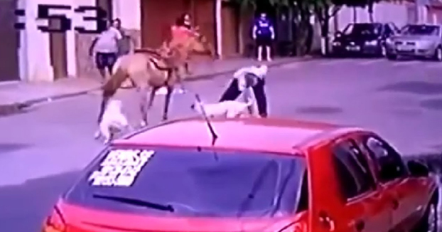 Dos pitbulls atacan a un caballo que va tranquilamente con su dueño