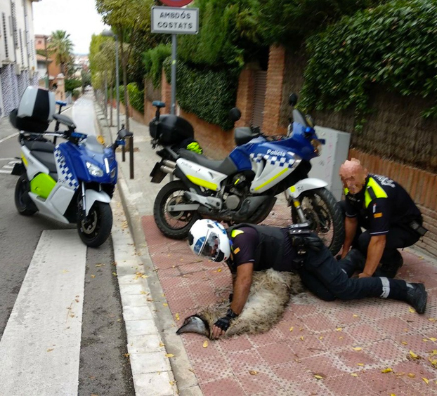 Un emú se pasa horas corriendo por las calles de San Cugat y muere tras una persecución policial