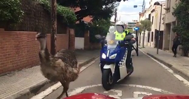 Un emú se pasa horas corriendo por las calles de San Cugat y muere tras una persecución policial