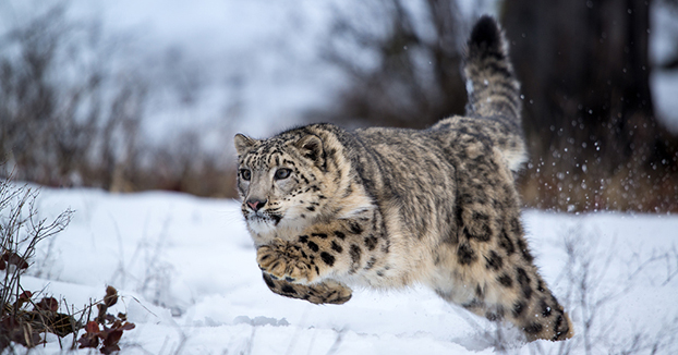 Momento en el que un leopardo de las nieves se precipita montaña abajo con una cabra azul del Himalaya cuando intentaba cazarla
