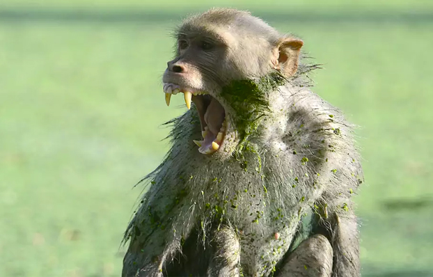 Un grupo de monos mata a ladrillazos a un hombre en la India