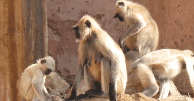 Un grupo de monos mata a ladrillazos a un hombre en la India