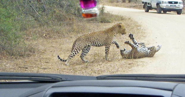 Una familia graba una pelea de dos leopardos en plena carretera que acaba con uno de los dos muertos