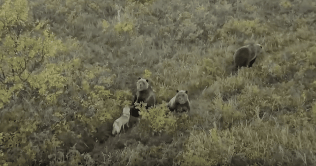 Un perro juega con una familia de osos en Rusia