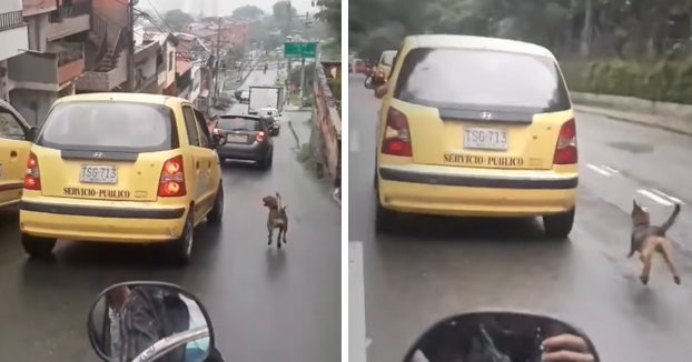 Graban a un perro callejero persiguiendo a un taxi desesperadamente durante 20 manzanas en Medellín