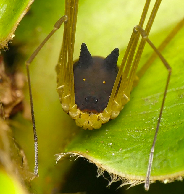 Encuentran una araña con cabeza de perro en la selva tropical de Ecuador