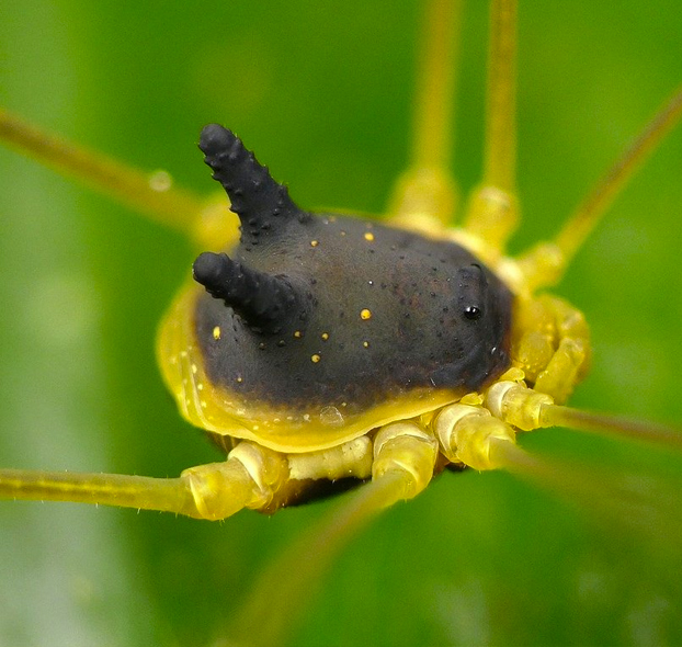 Encuentran una araña con cabeza de perro en la selva tropical de Ecuador