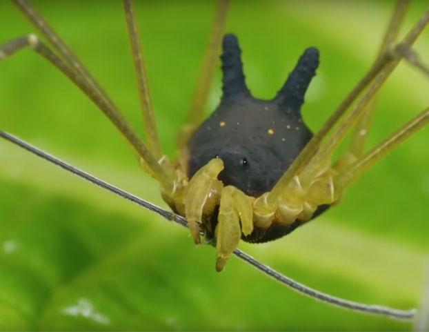 Encuentran una araña con cabeza de perro en la selva tropical de Ecuador