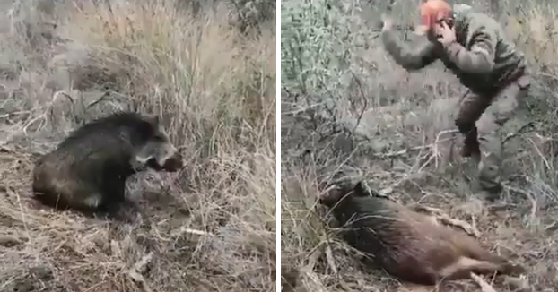 Un cazador habla por el móvil mientras le lanza piedras a un jabalí con las patas rotas