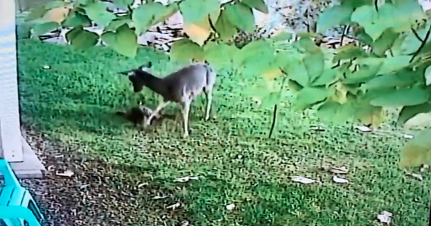 La cámara de seguridad de una vivienda graba como un ciervo acaba con la vida de un gato