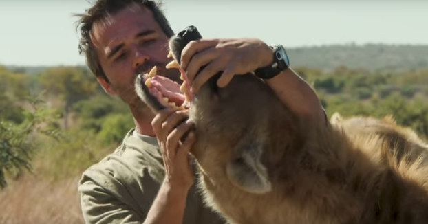 La hiena, el animal más incomprendido