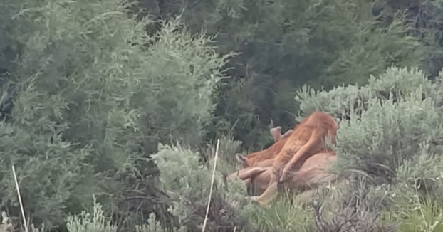 Un puma acaba de cazar a un ciervo y un hombre le grita desde su coche para que lo suelte