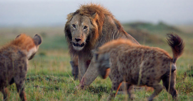 Un león sobrevive al ataque de una manada de 20 hienas