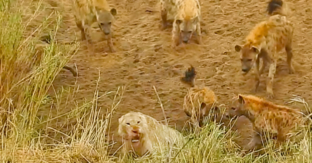 Unas leonas salvan a un león que estaba acorralado por 12 hienas